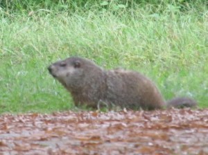 It's Ground Hog Day!