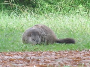 It's Ground Hog Day!